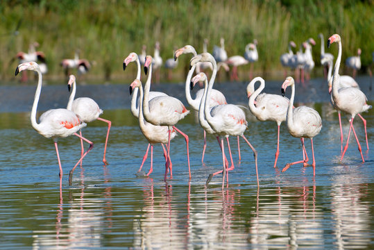 Group of flamingos (Phoenicopterus ruber) in water, in the Camargue is a natural region located south of Arles, France