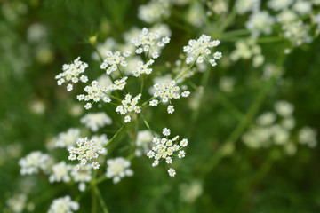 Fototapeta premium Cumin flowers