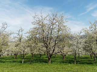 Schwarzwald. Obereggenen. Zwischen Kirschblüte und kirschbäume durch das Eggenertal im Markgräflerland