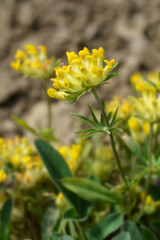 Alpine kidney vetch