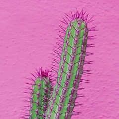 Colorful Cactus on pink background. Plants on pink fashion minimal concept