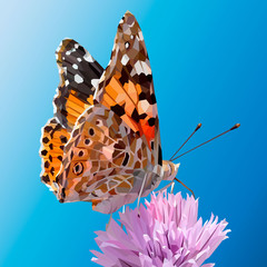 butterfly painted lady sitting on a pink flower. Realistic image vector illustration