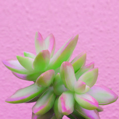 Plants on pink fashion concept art. Aloe cactus green on pink wall. Colours design trend