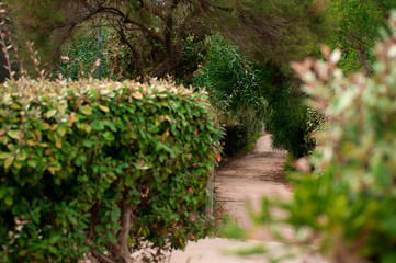 Fototapeta premium Footpath in the summer park