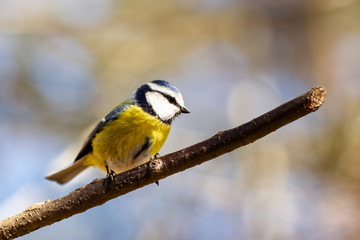 Blaumeise