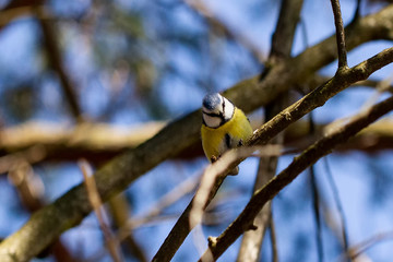 Blaumeise
