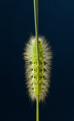 Underside view of hairy yellow caterpillar on grass