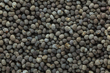 Poppy seeds background