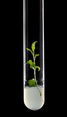 Micropropagation plant in tube