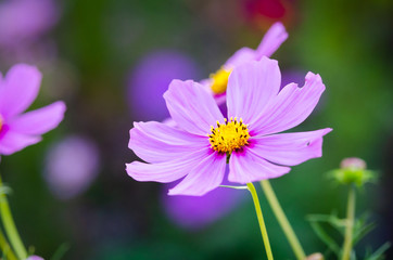 Fototapeta premium Beautiful flower background