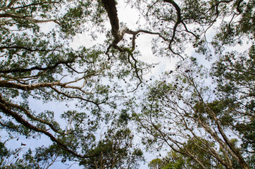 Branch of trees full of Bats sleeping upside down in evergreen forest at Sydney Centennial Park.