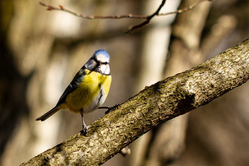 Blaumeise