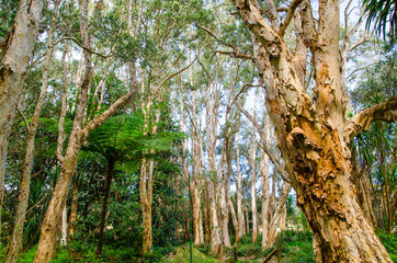 Beautiful forest trees at Sydney Centennial Park.