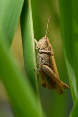 Small grasshopper sitting in grass        