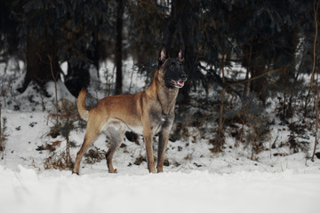 Portrait of a Belgian Shepherd Malinois