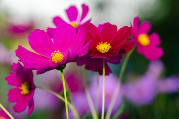 Fototapeta premium Beautiful flower background