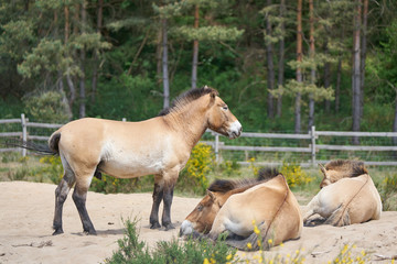 Przewalski's horses rest on a sand on a sunny day