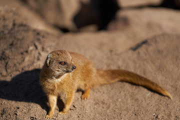 Portrait of a mongoose sitting in the sun