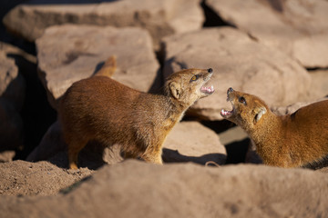 Portrait of two aggressive mongooses