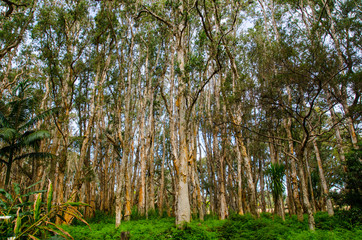 Fototapeta premium Beautiful forest trees at Sydney Centennial Park.