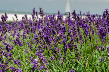 Beautiful lavender background