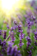 Obraz premium Piękne tło lawendy