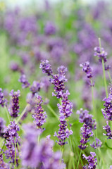 Beautiful lavender background