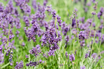 Beautiful lavender background