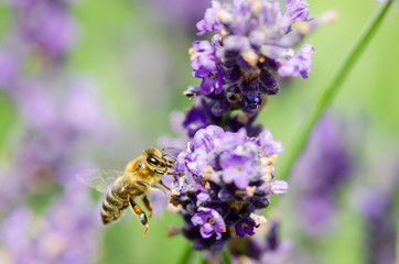 Beautiful lavender background