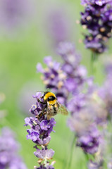 Beautiful lavender background