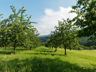 Fototapeta na wymiar Der Ortsteil Obereggenen Zwischen kirschbäume durch das Eggenertal im Markgräflerland