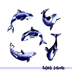 Vector illustration of  killer whale group.