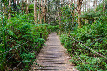 Walkway wooden boardwalk in the evergreen forest at Sydney centennial park.