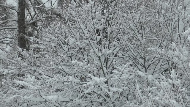 Winter in Bayern, Utting am Ammersee, Winter, Schneefall