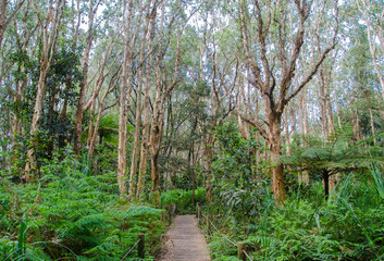 Walkway wooden boardwalk in the evergreen forest at Sydney centennial park.