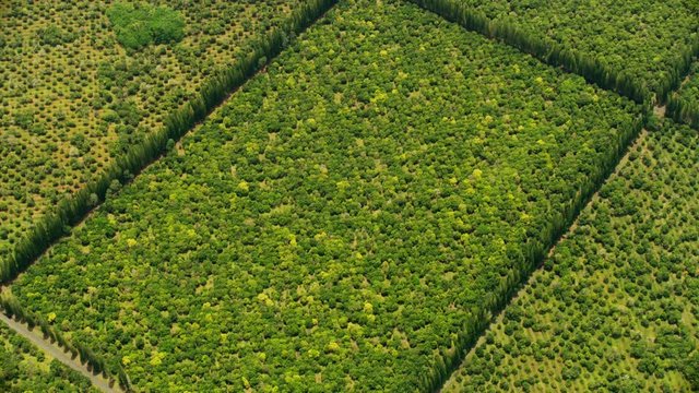 Aerial view Macadamia nut trees farming crop Hawaii