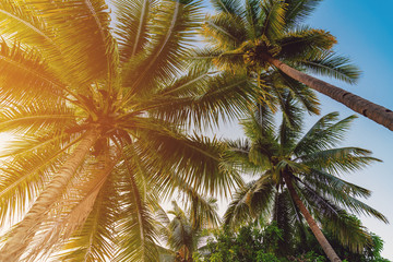 Fototapeta na wymiar Coconut palm tree at tropical coast in island beach with vintage tone.