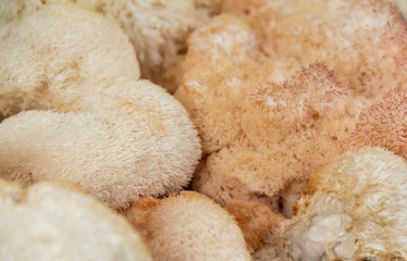 monkey head mushrooms