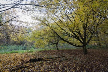 Herbst am Meschesee bei Detmold