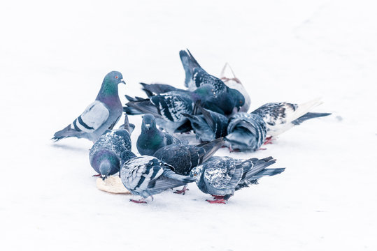 pigeons eating bread on a frozen lake