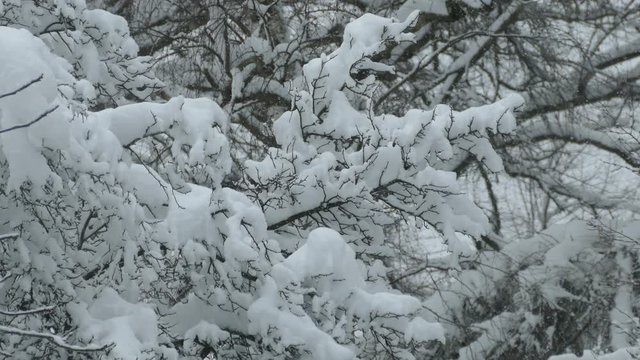 Winter in Bayern, Utting am Ammersee, Winter, Schneefall