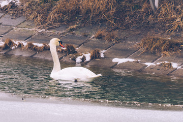 white swan on a frozen lake © blanke1973