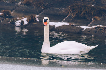 white swan on a frozen lake © blanke1973