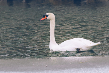 white swan on a frozen lake © blanke1973
