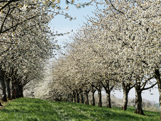 Zwischen Kirschblüte und kirschbäume durch das Eggenertal im Markgräflerland