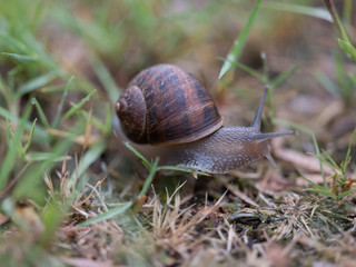 snail on a green leaf
