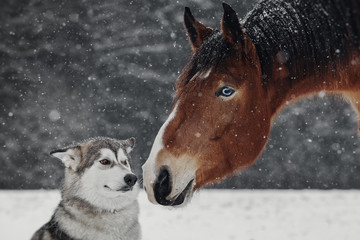 Winter portrait of red horse and dog