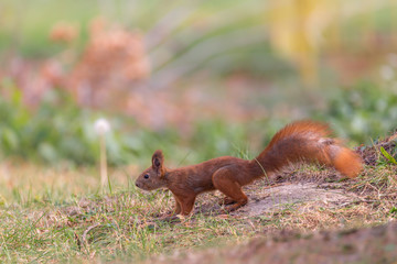 Squirrel red on a grass. Nature background with copy space.