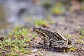 Frog on a ground. Background with copy space.