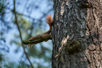Eurasian red squirrel (Sciurus vulgaris) sitting on a branch in a forest, view from bottom